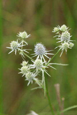 Eryngium aquaticum- Rattlesnake Master