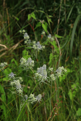 Eryngium aquaticum- Rattlesnake Master