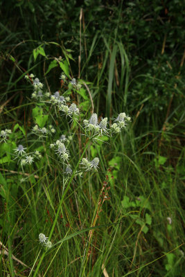 Eryngium aquaticum- Rattlesnake Master