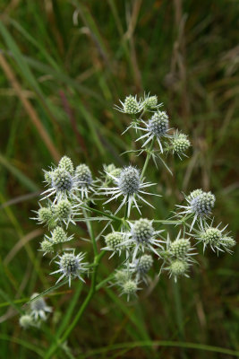 Eryngium aquaticum- Rattlesnake Master