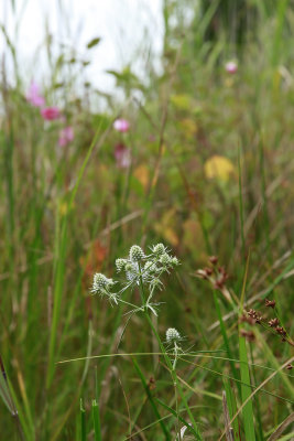 Eryngium aquaticum- Rattlesnake Master