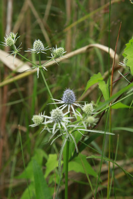 Eryngium aquaticum- Rattlesnake Master