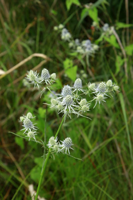 Eryngium aquaticum- Rattlesnake Master