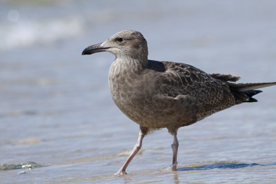 Herring Gull