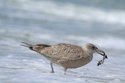 Herring Gull