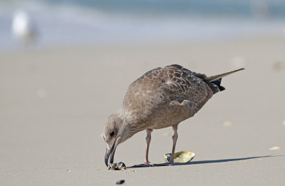 Herring Gull