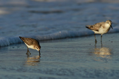 Sanderling/Semipalmated Sandpiper