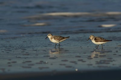 Sanderlings