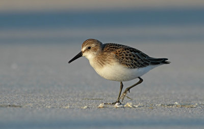 Semipalmated Sandpiper