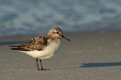 Sanderling