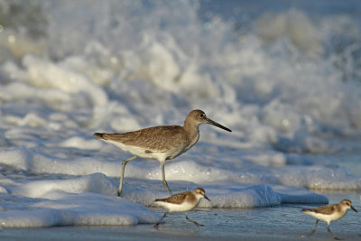 Willet and Semipalmated Sandpipers