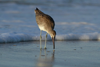 Western Willet