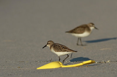 Semipalmated Sandpipers