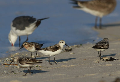 Semipalmated Sandpiper