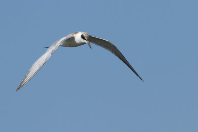 Forster's Tern
