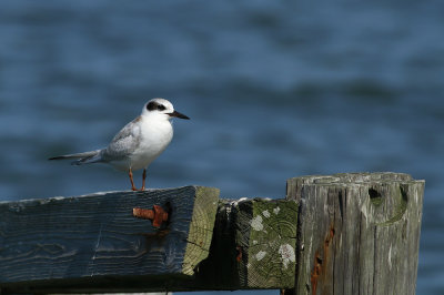 Forster's Tern