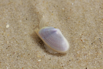 Invertebrates
