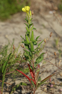 Oenothera parviflora- Small-flowered Evening Primrose