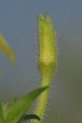 Oenothera parviflora- Small-flowered Evening Primrose