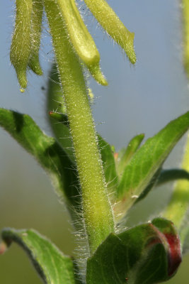 Oenothera parviflora- Small-flowered Evening Primrose