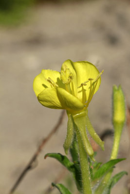 Oenothera parviflora- Small-flowered Evening Primrose