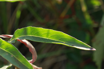 Oenothera parviflora- Small-flowered Evening Primrose
