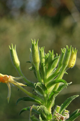 Oenothera parviflora- Small-flowered Evening Primrose