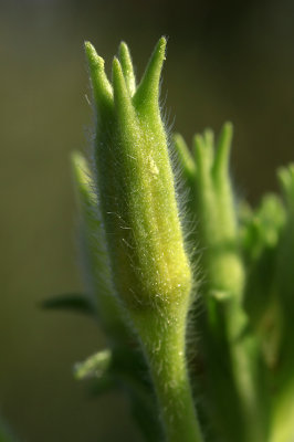 Oenothera parviflora- Small-flowered Evening Primrose