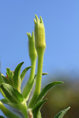 Oenothera parviflora- Small-flowered Evening Primrose