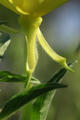 Oenothera parviflora- Small-flowered Evening Primrose