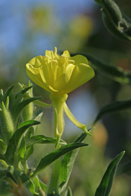 Oenothera parviflora- Small-flowered Evening Primrose