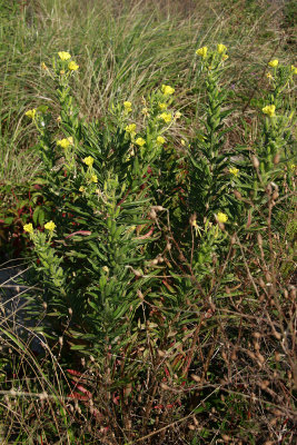 Oenothera parviflora- Small-flowered Evening Primrose
