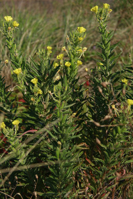 Oenothera parviflora- Small-flowered Evening Primrose