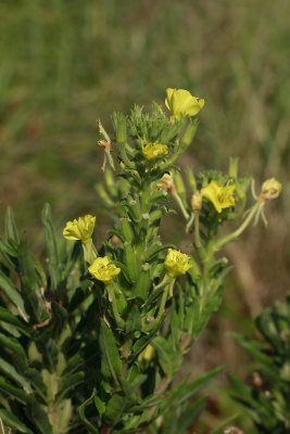 Oenothera parviflora- Small-flowered Evening Primrose