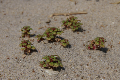 Amaranthus pumilus- Seabeach Amaranth