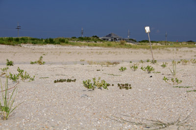 Amaranthus pumilus- Seabeach Amaranth