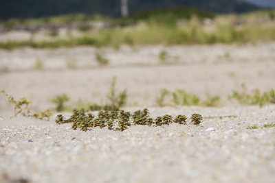 Amaranthus pumilus- Seabeach Amaranth