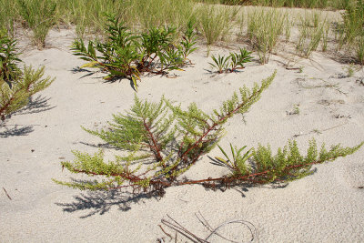 Artemisia campestris ssp. caudatus- Beach Wormwood
