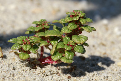Amaranthus pumilus- Seabeach Amaranth