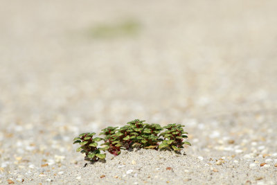Amaranthus pumilus- Seabeach Amaranth