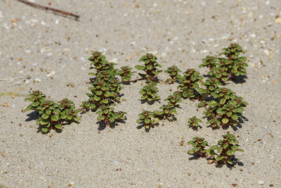 Amaranthus pumilus- Seabeach Amaranth