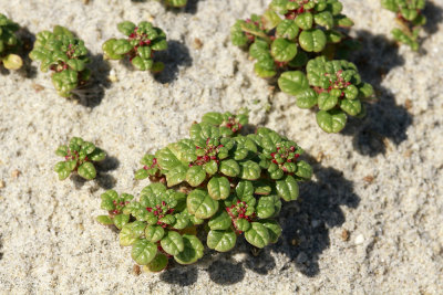 Amaranthus pumilus- Seabeach Amaranth