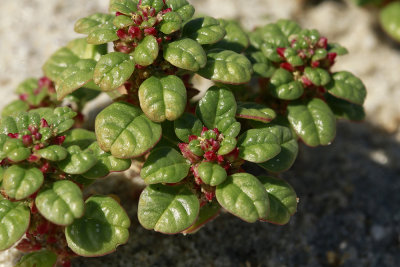 Amaranthus pumilus- Seabeach Amaranth