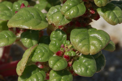 Amaranthus pumilus- Seabeach Amaranth