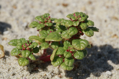 Amaranthus pumilus- Seabeach Amaranth
