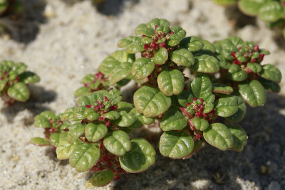 Amaranthus pumilus- Seabeach Amaranth