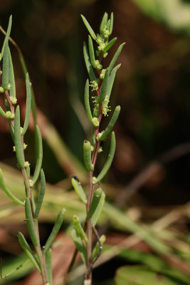 Suaeda sp.- sea Blite