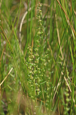 Suaeda sp.- sea Blite