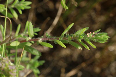 Bassia hyssopifolia- Summer Cypress