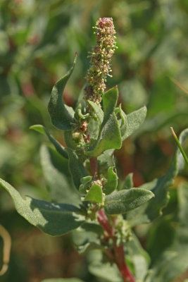Atriplex cristata- Crested Saltbush